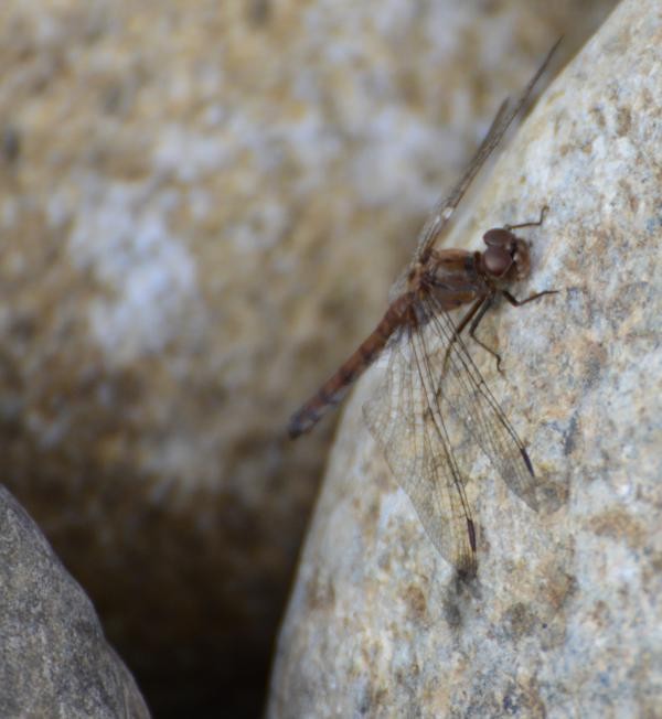 Sympetrum striolatum: storia damore e di 